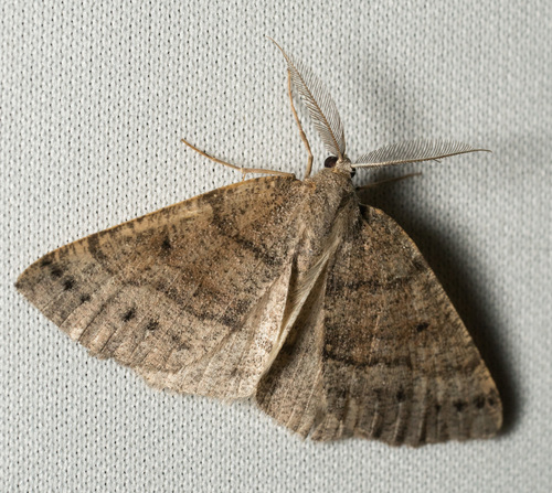 iNaturalist observation photo of Geometrid and Swallowtail Moths