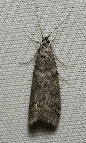iNaturalist observation photo of Butterflies and Moths