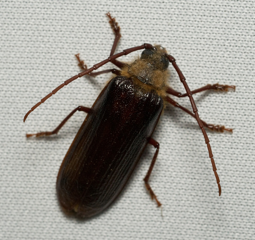 iNaturalist observation photo of Hairy Pine Borer
