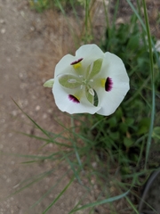 Calochortus eurycarpus