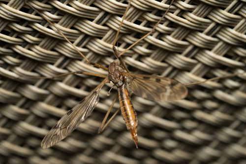 iNaturalist observation photo of Common Crane Flies