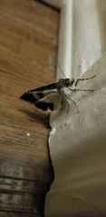 Melipotis jucunda