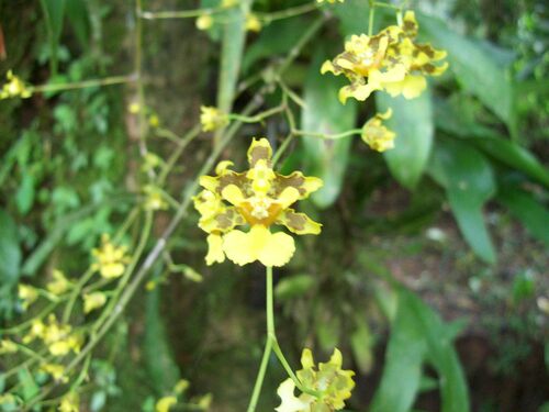 Stenobulbon Oncidium