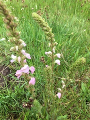 Pedicularis mexicana