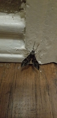 Melipotis jucunda