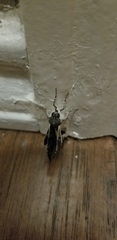 Melipotis jucunda