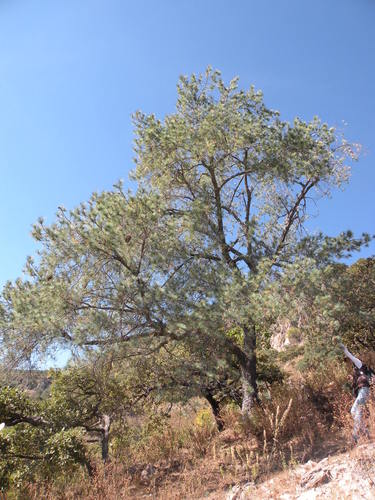 big-cone pinyon