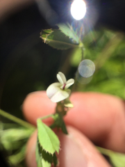 Trifolium monanthum