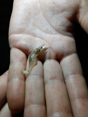 Palaemon kadiakensis