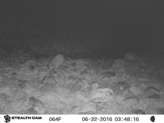 Procyon lotor hernandezii