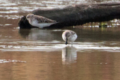 Calidris pygmaea