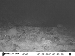 Procyon lotor hernandezii