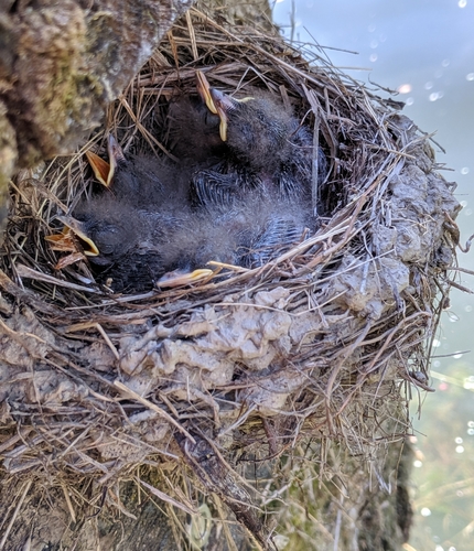iNaturalist observation photo of Black Phoebe