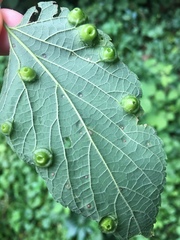 Pachypsylla celtidisumbilicus