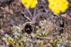 Chilocorus stigma