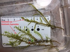 Fontinalis hypnoides