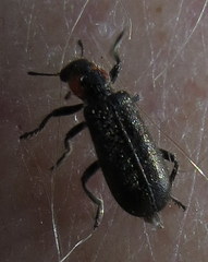 Placopterus thoracicus