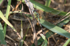 Erpetogomphus eutainia