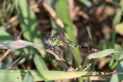 Erpetogomphus eutainia
