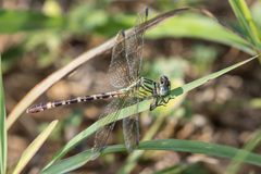 Erpetogomphus eutainia