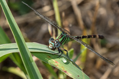 Erpetogomphus eutainia