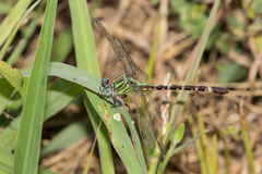 Erpetogomphus eutainia