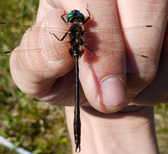 Somatochlora franklini