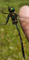 Somatochlora franklini