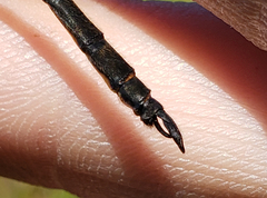 Somatochlora franklini