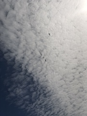 Pelecanus occidentalis californicus