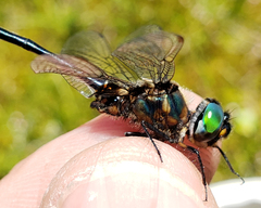 Somatochlora franklini