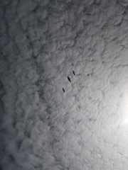 Pelecanus occidentalis californicus