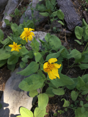 Arnica nevadensis