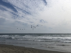 Pelecanus occidentalis californicus