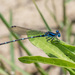 Dragonflies and Damselflies - Photo (c) Greg Lasley, some rights reserved (CC BY-NC), uploaded by Greg Lasley