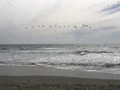 Pelecanus occidentalis californicus