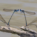Coenagrionidae - Photo (c) Greg Lasley, μερικά δικαιώματα διατηρούνται (CC BY-NC), uploaded by Greg Lasley