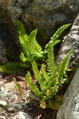 Polystichum scopulinum