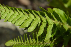Polystichum scopulinum