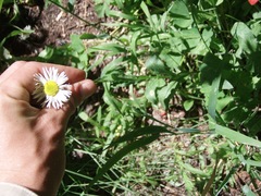 Erigeron coulteri