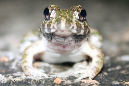 Paddy Field Frog, photo 2 of 8