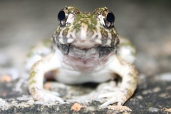 Boie's Wart Frog photo 2