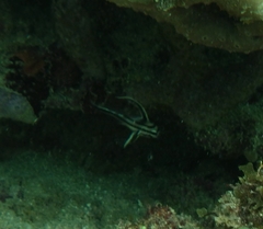 Pareques acuminatus