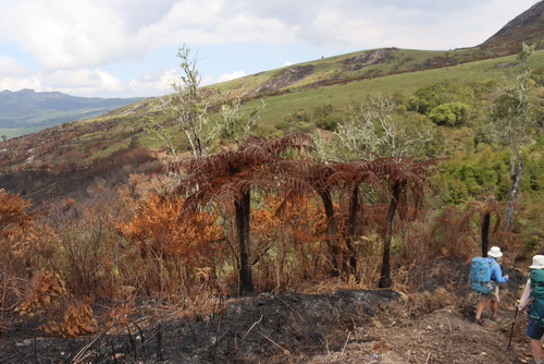 Image of Cyathea dregei by (c) Tony Rebelo, some rights reserved (CC BY-SA)