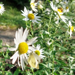 Leucanthemella serotina
