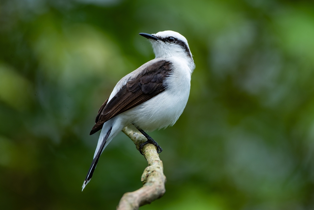 Masked Water-Tyrant photo