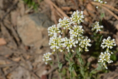 Noccaea fendleri