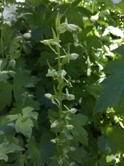 Platanthera sparsiflora