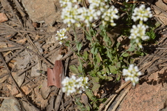 Noccaea fendleri