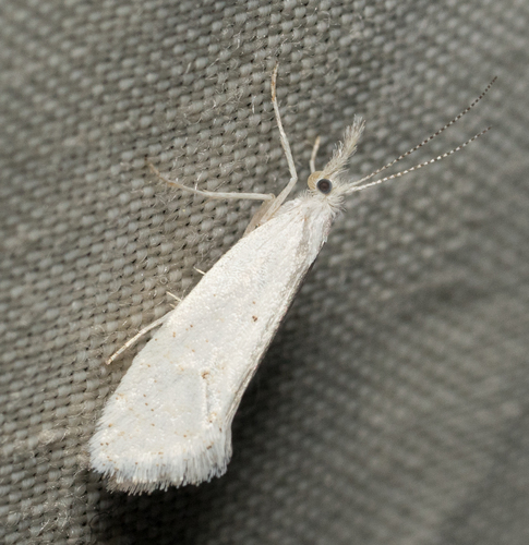 iNaturalist observation photo of Speckled Honeysuckle Moth